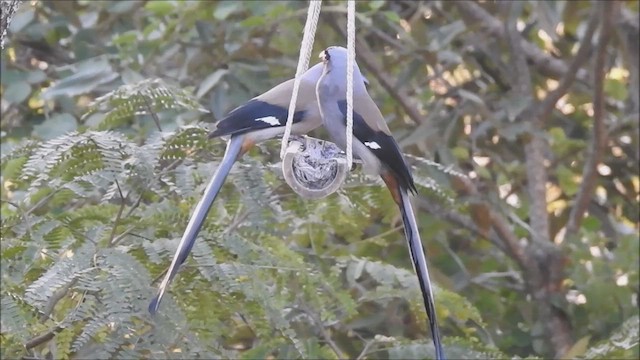 Gray Treepie - ML623397004