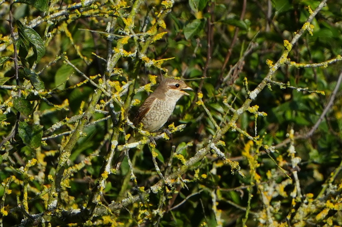 Red-backed Shrike - ML623397055