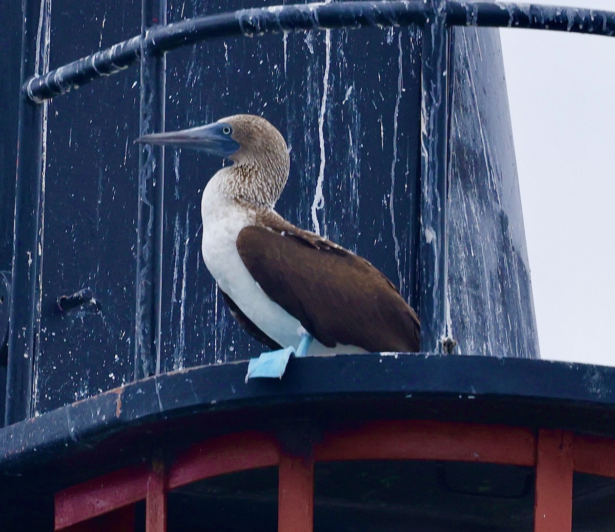 Blue-footed Booby - Jan Hansen