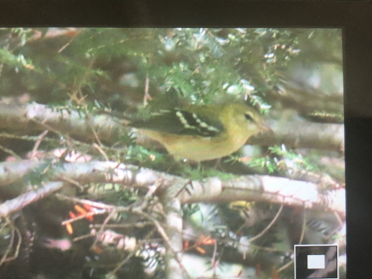 Bay-breasted Warbler - ML623397064