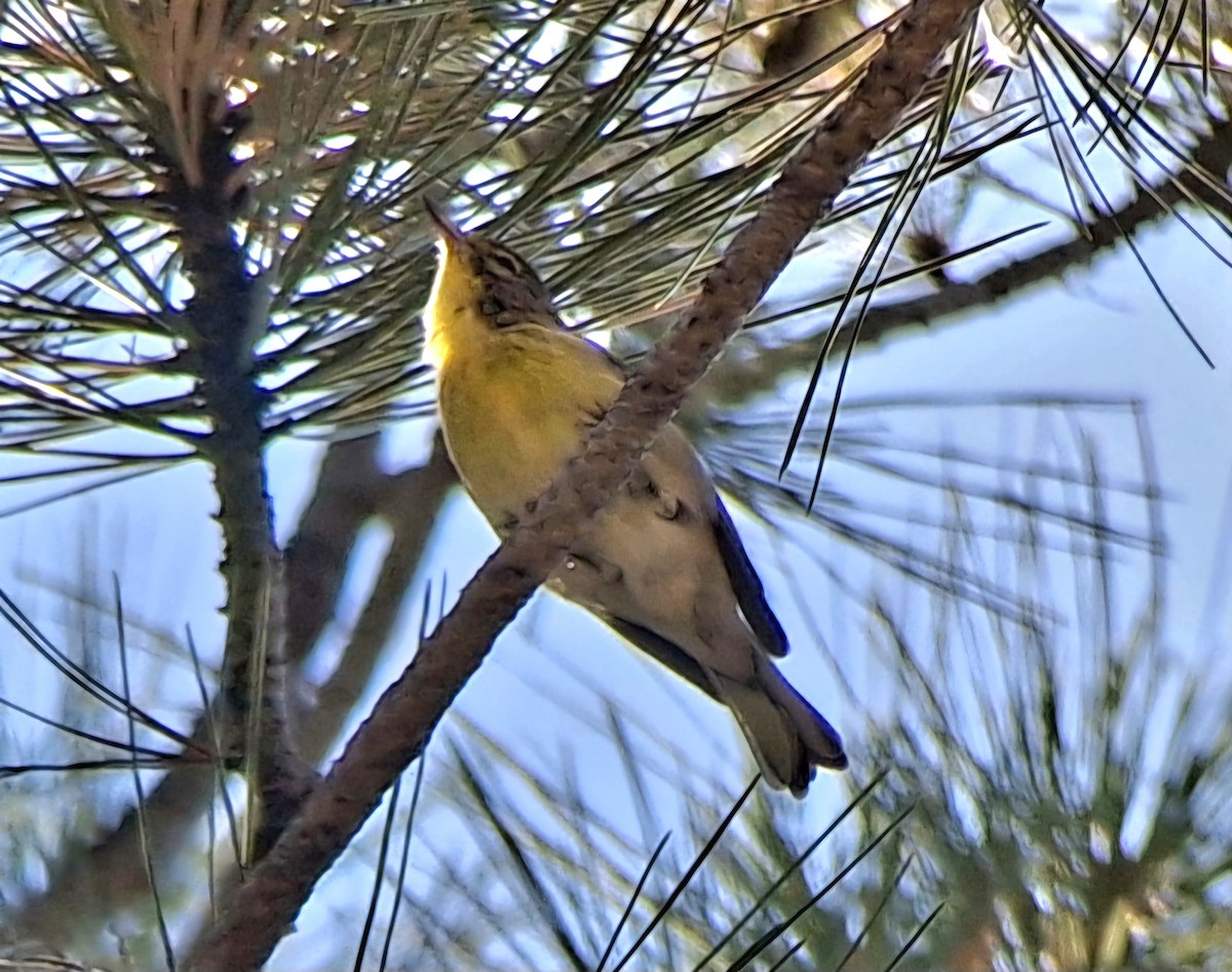 Pine Warbler - ML623397104