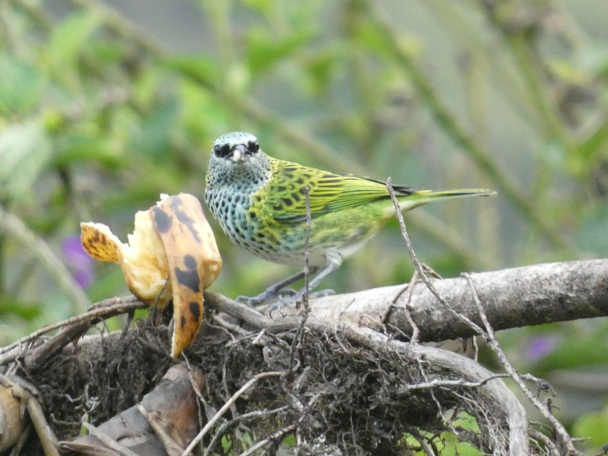 Spotted Tanager - ML623397110