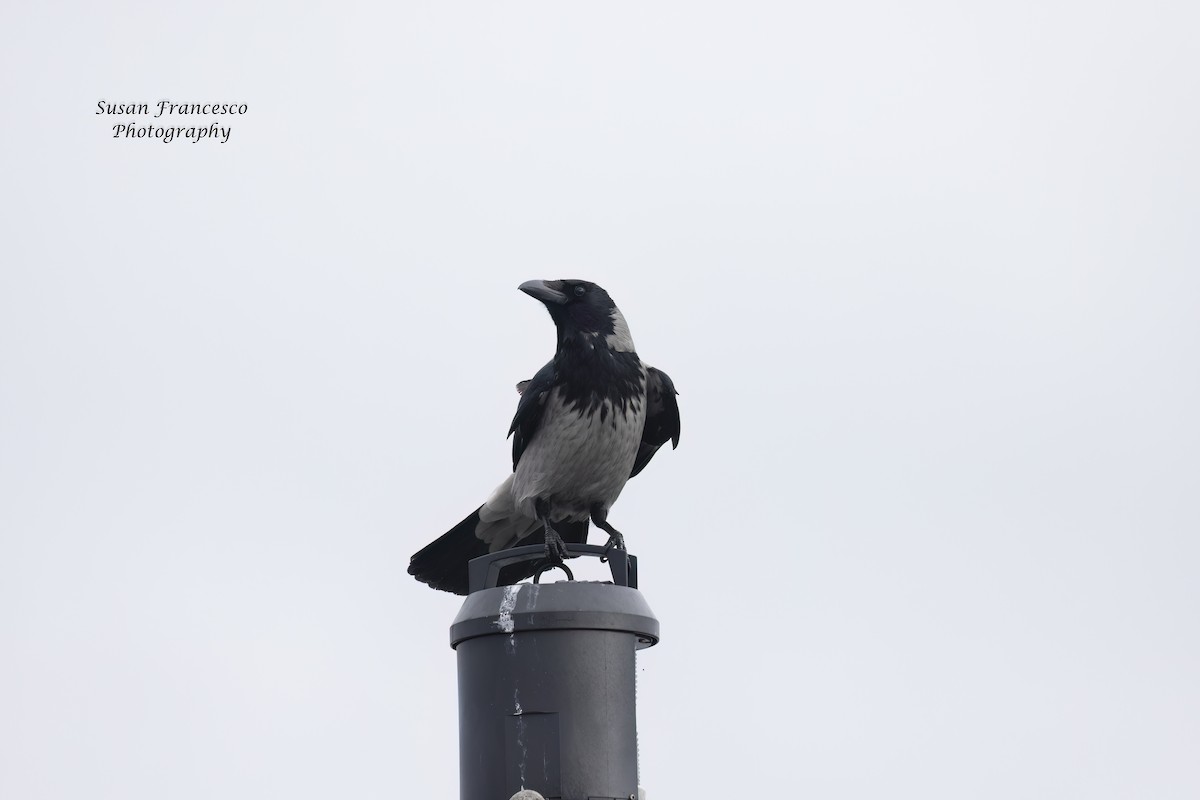 Hooded Crow - ML623397118