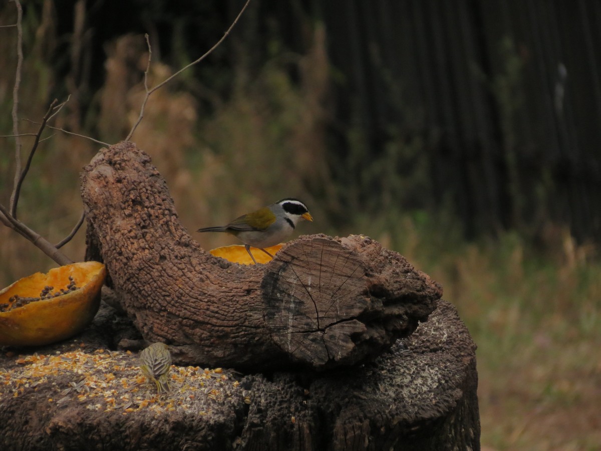 Moss-backed Sparrow - ML623397128