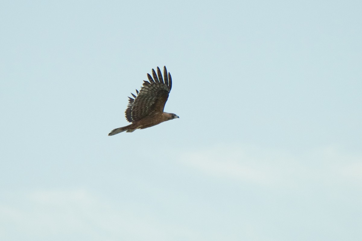 African Harrier-Hawk - ML623397140