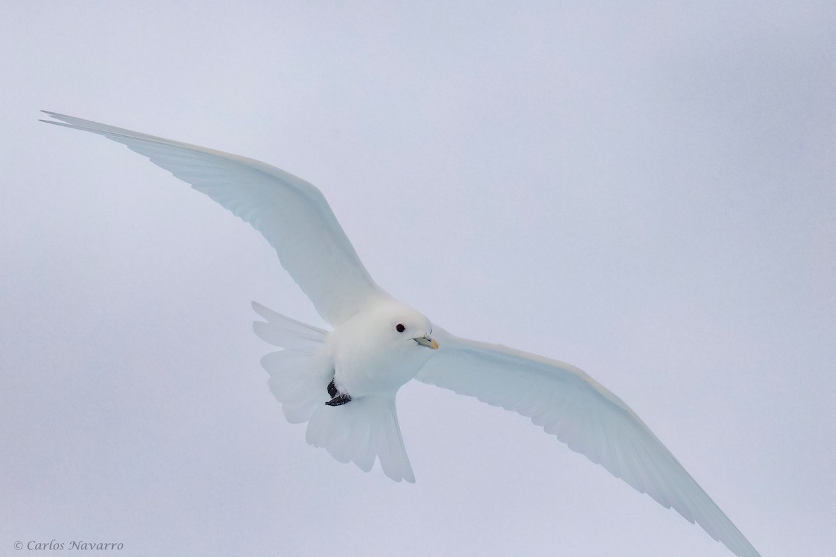 Ivory Gull - ML623397145