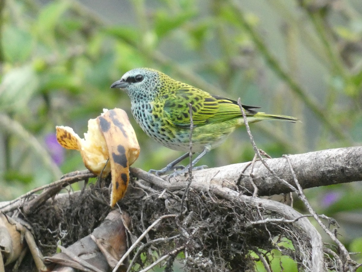 Spotted Tanager - ML623397152