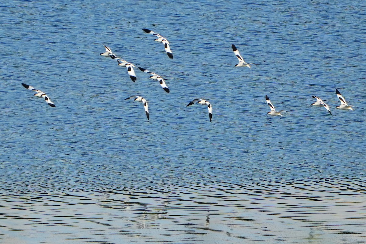 Pied Avocet - ML623397163