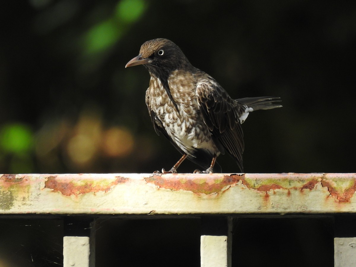 Pearly-eyed Thrasher - ML623397241