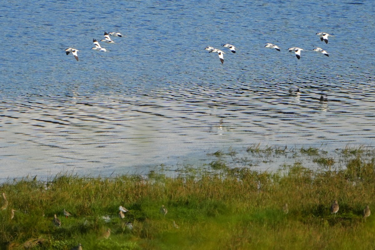 Pied Avocet - ML623397257