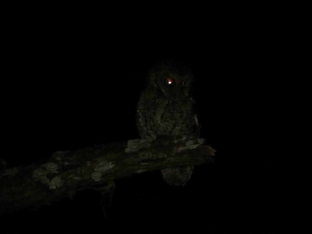 Montane Forest Screech-Owl - ML623397333