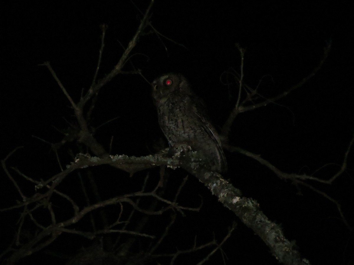 Montane Forest Screech-Owl - ML623397339