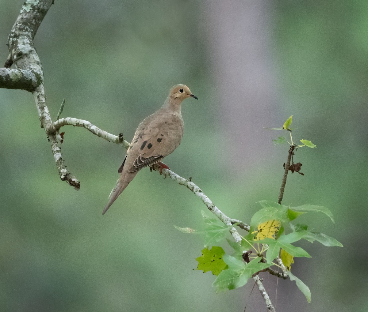 Mourning Dove - ML623397352