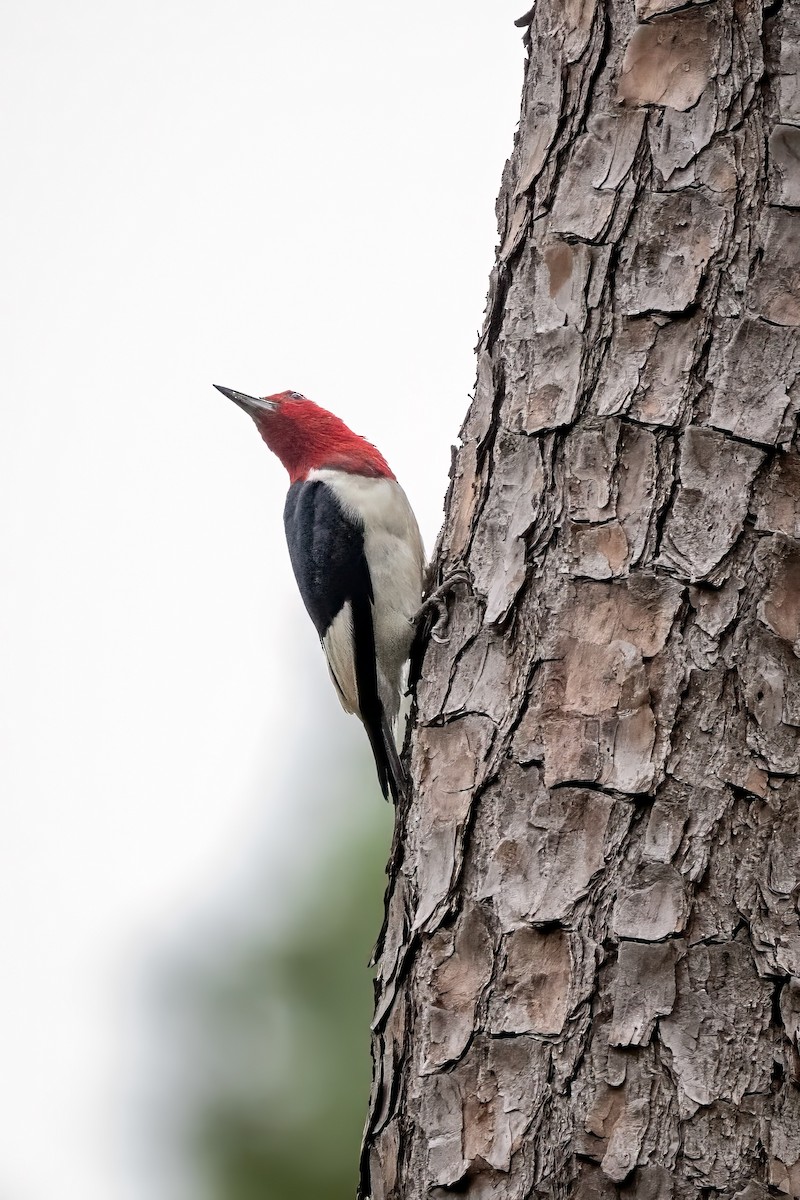 Red-headed Woodpecker - Frank Farese