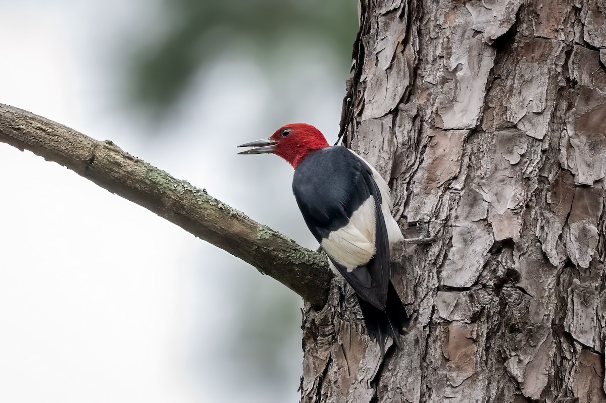 Red-headed Woodpecker - ML623397360