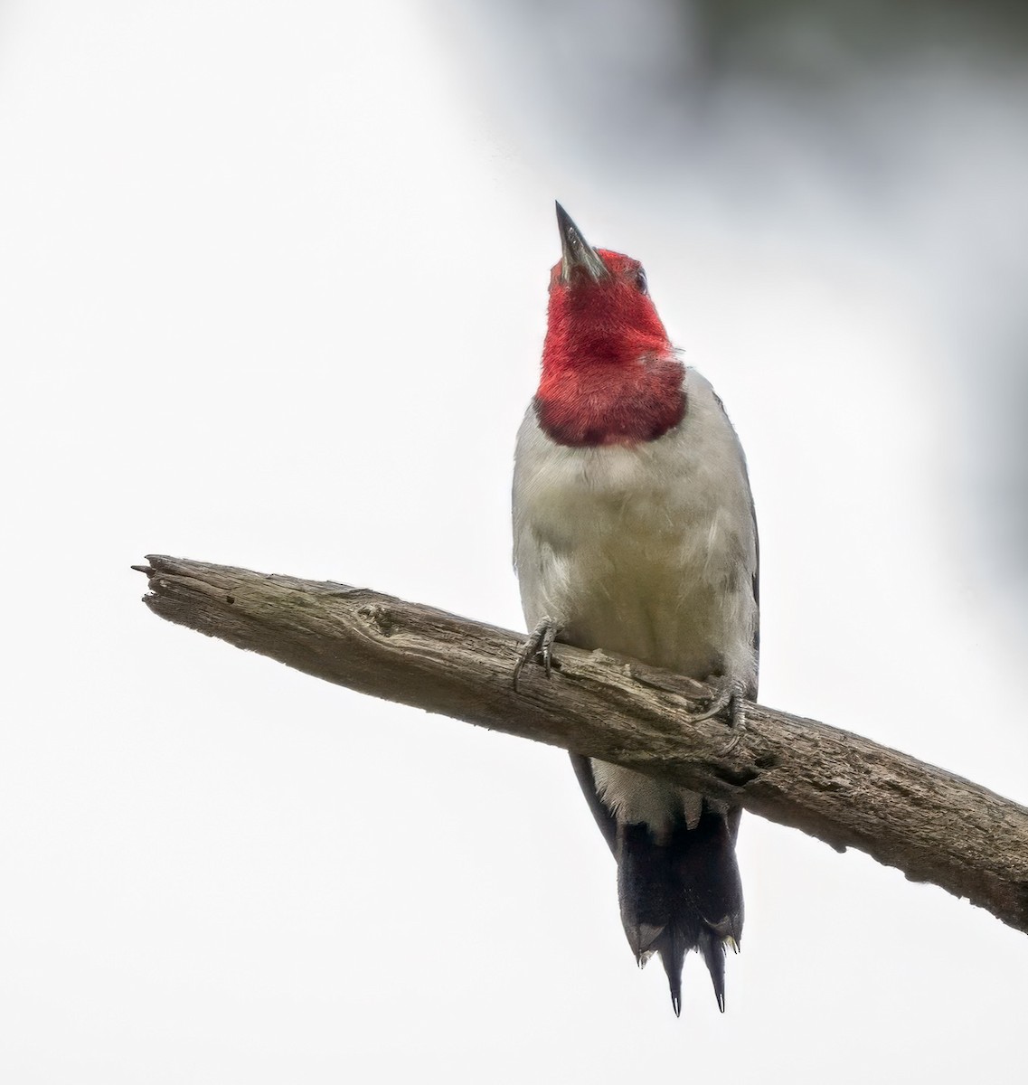 Red-headed Woodpecker - ML623397361