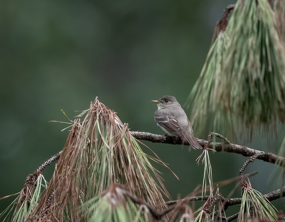 Eastern Wood-Pewee - ML623397381