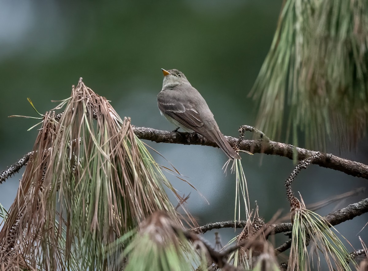 Eastern Wood-Pewee - ML623397382