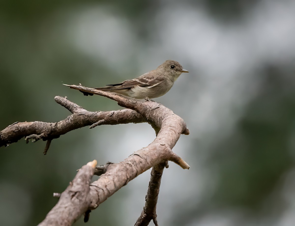 Eastern Wood-Pewee - ML623397383