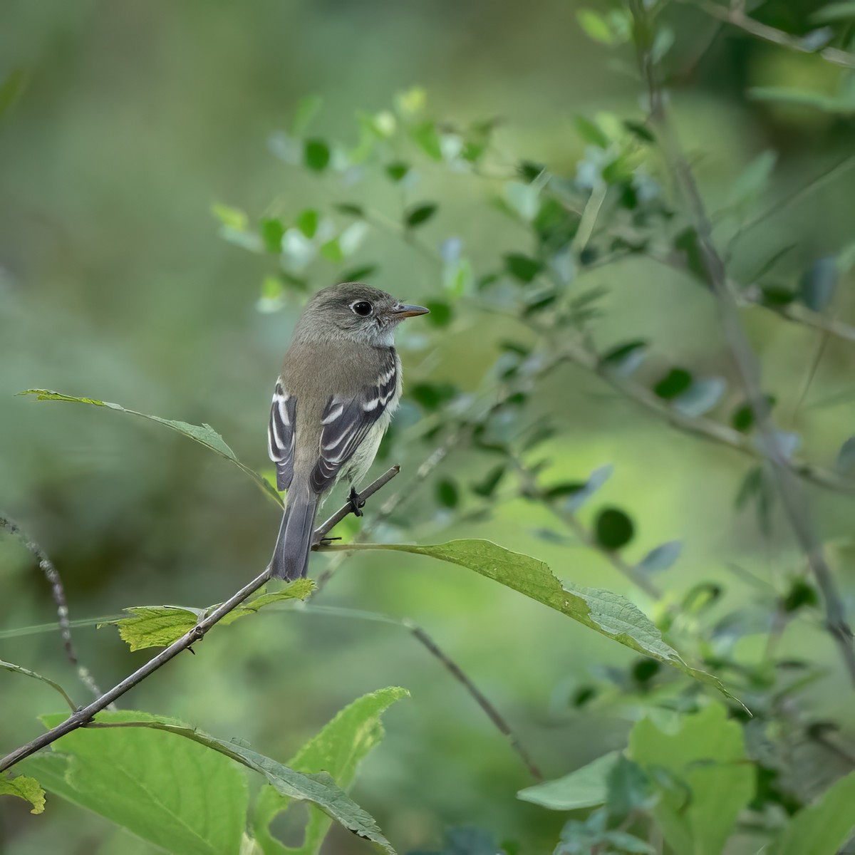 Least Flycatcher - Frank Farese