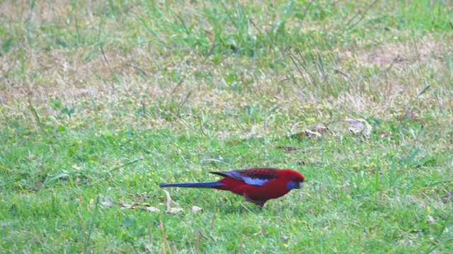 Crimson Rosella - ML623397408