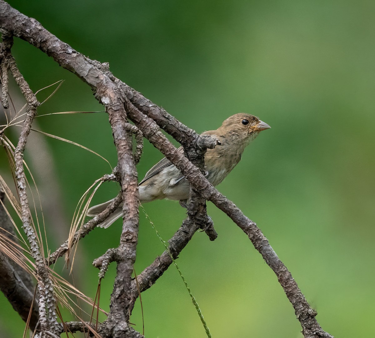 Indigo Bunting - ML623397427