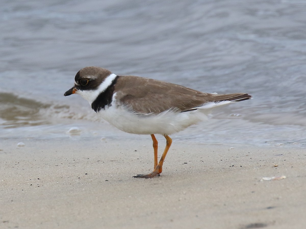 Semipalmated Plover - ML623397438