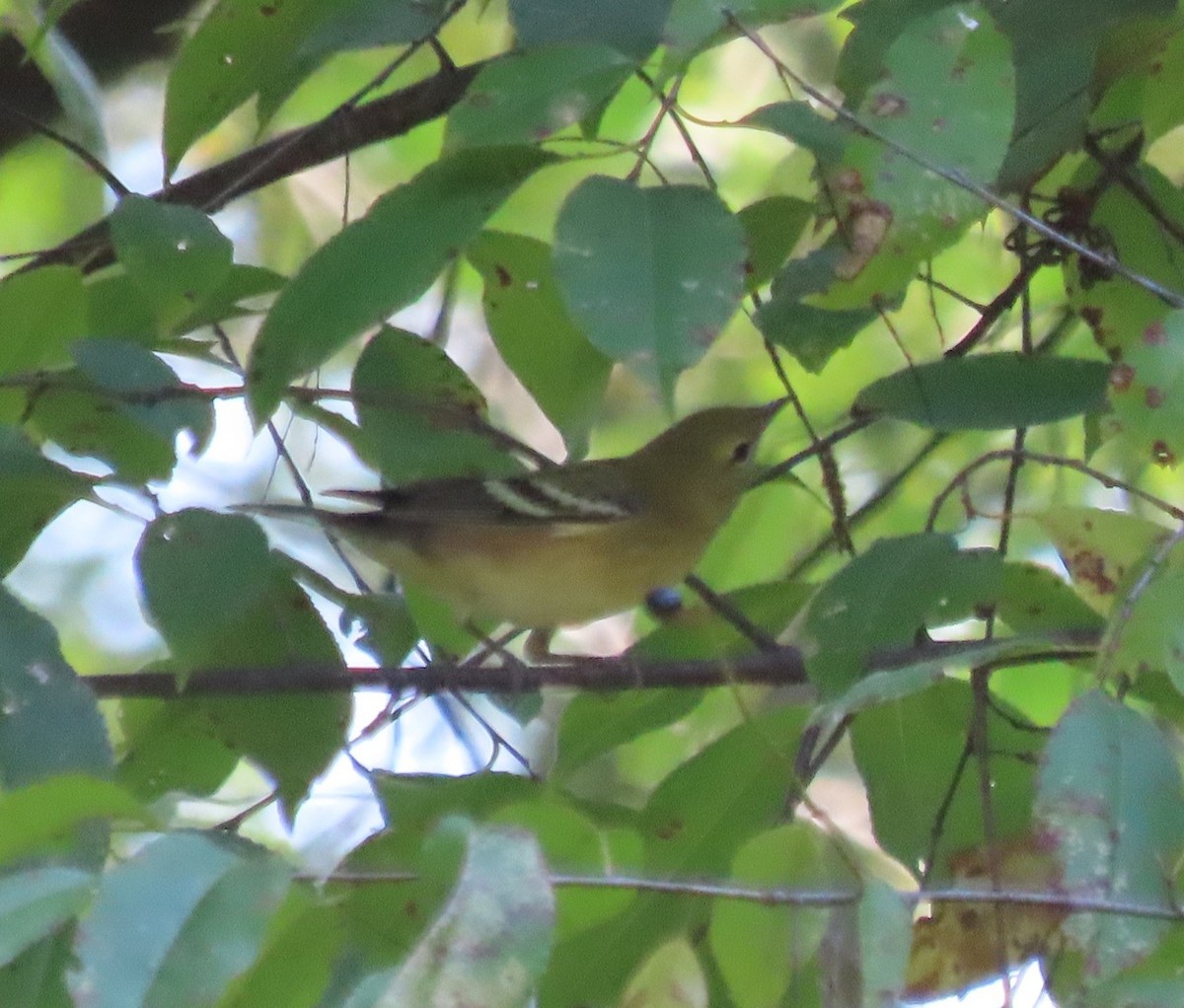 Bay-breasted Warbler - ML623397454