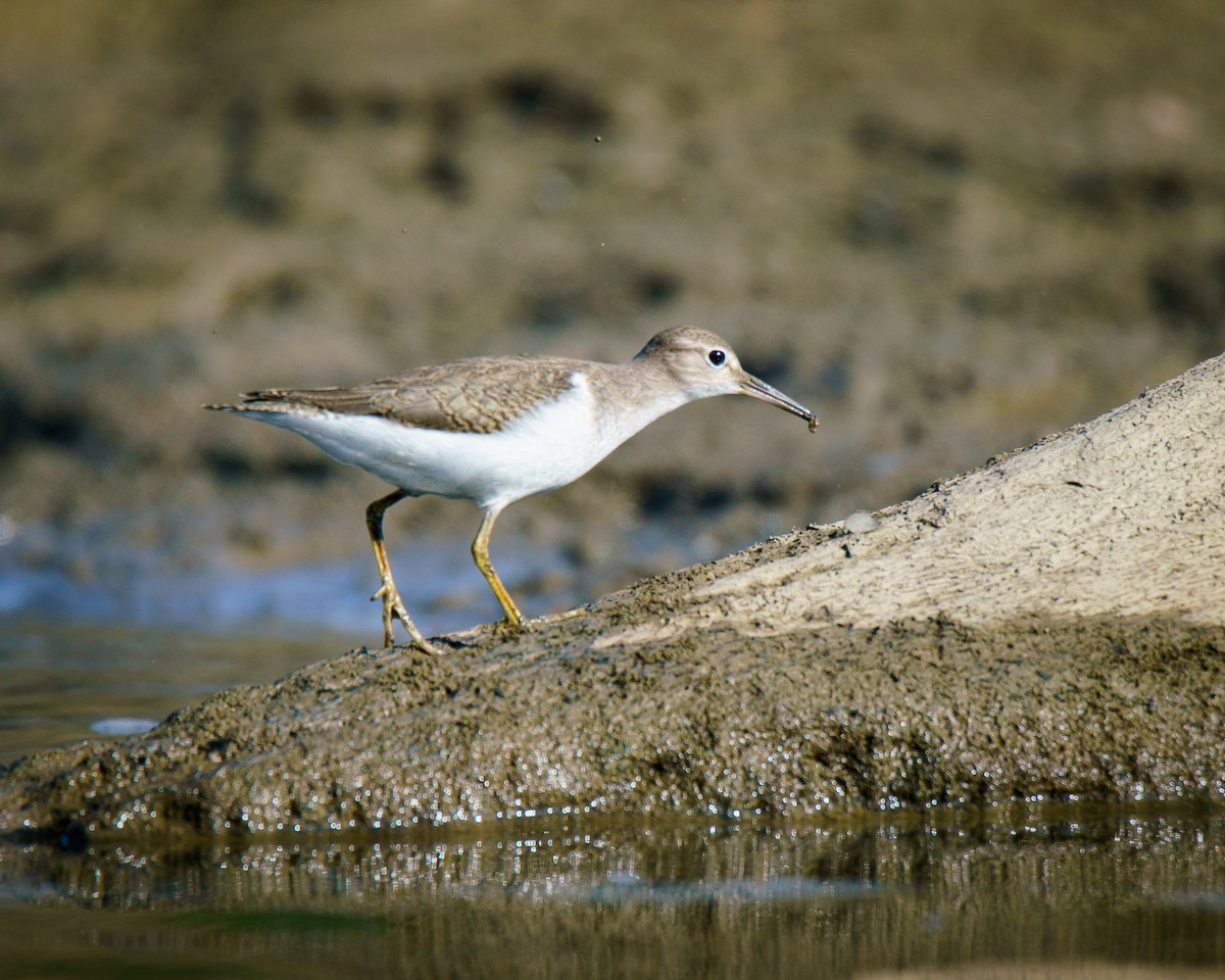 Spotted Sandpiper - ML623397471