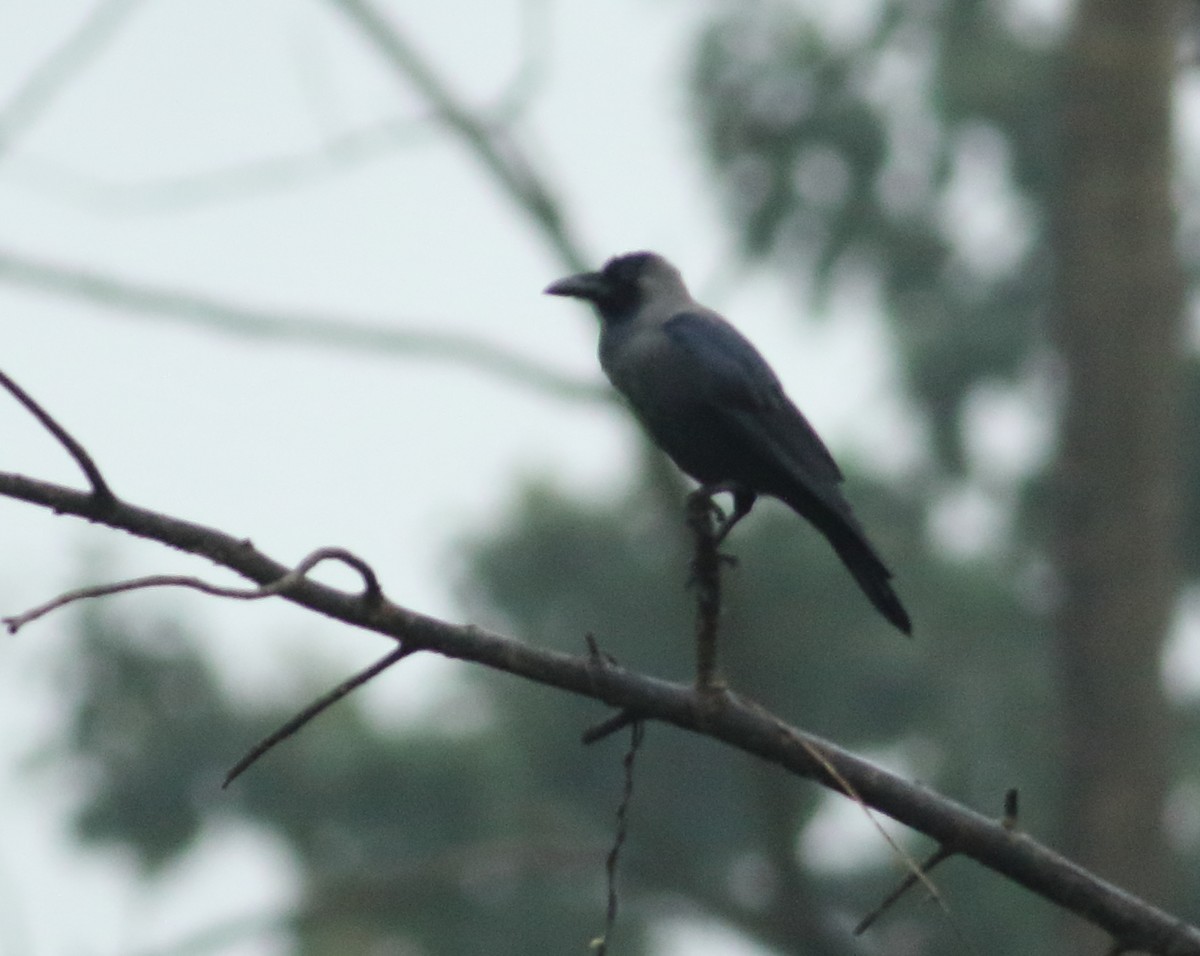 House Crow - Savio Fonseca (www.avocet-peregrine.com)