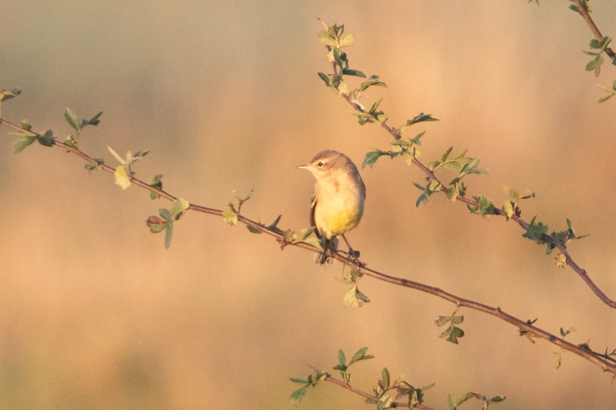 Phylloscopus sp. - ML623397503