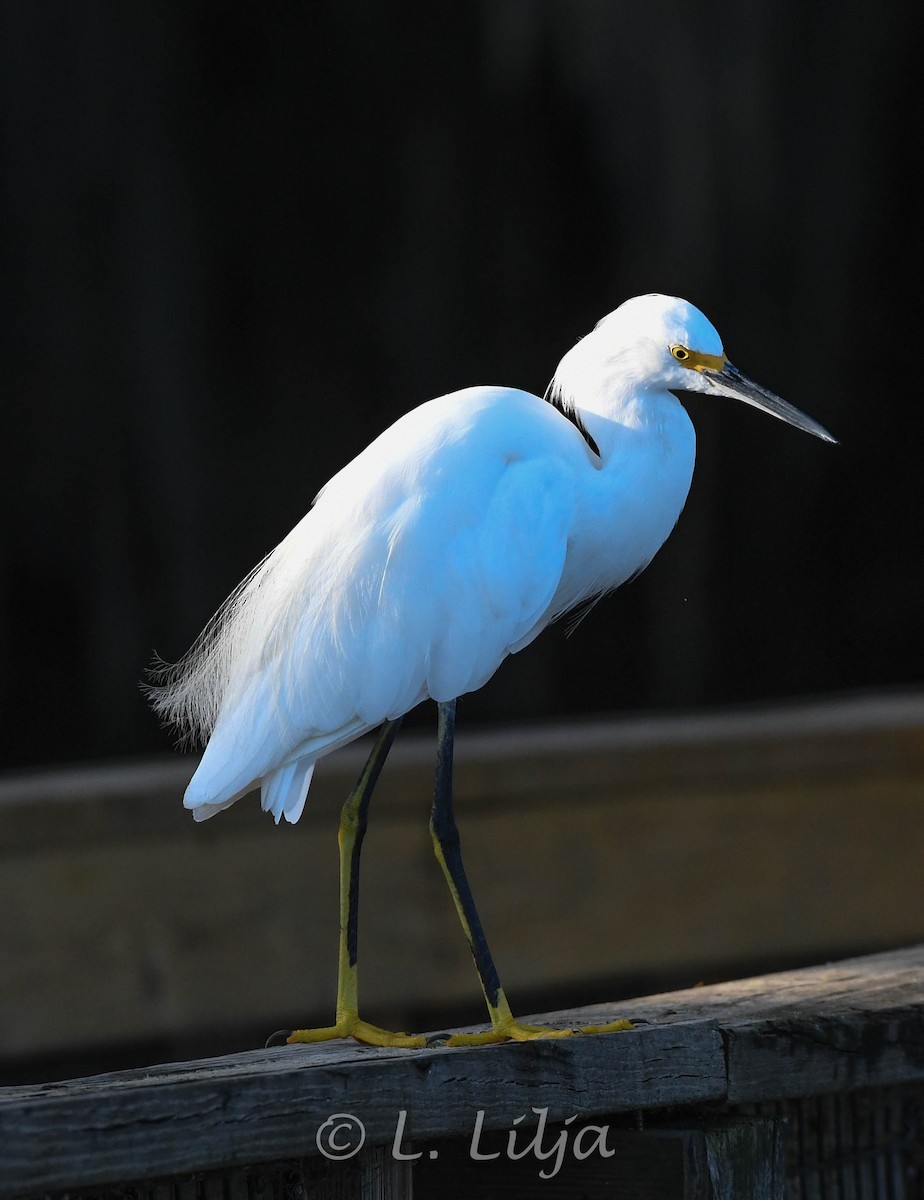 Snowy Egret - ML623397559