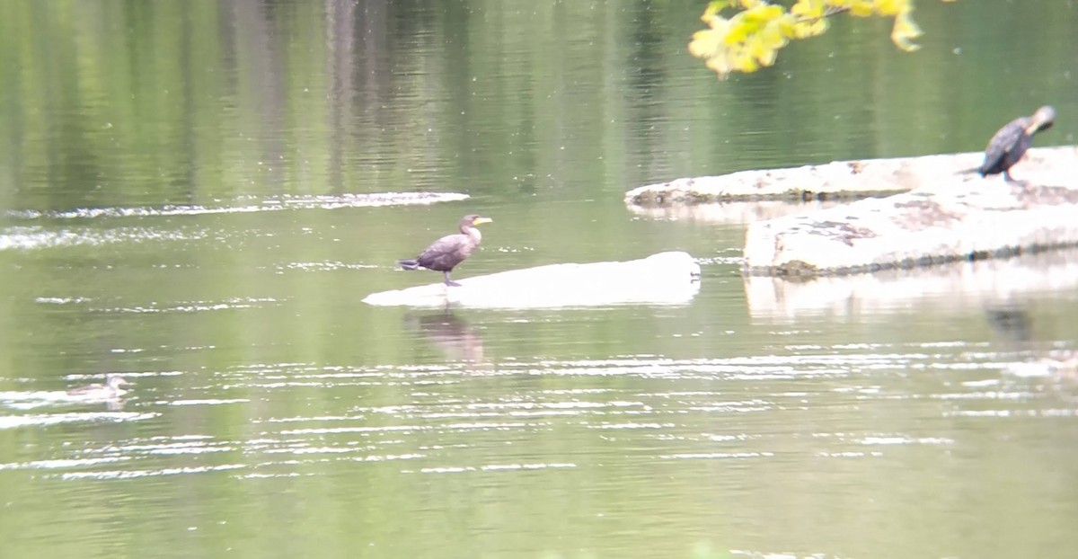 Double-crested Cormorant - ML623397666