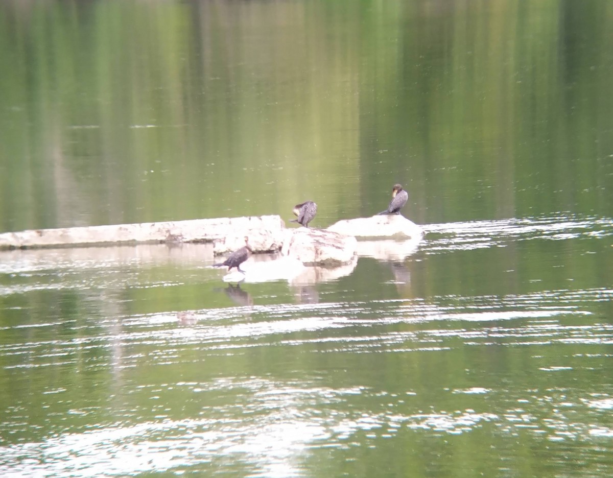 Double-crested Cormorant - ML623397668