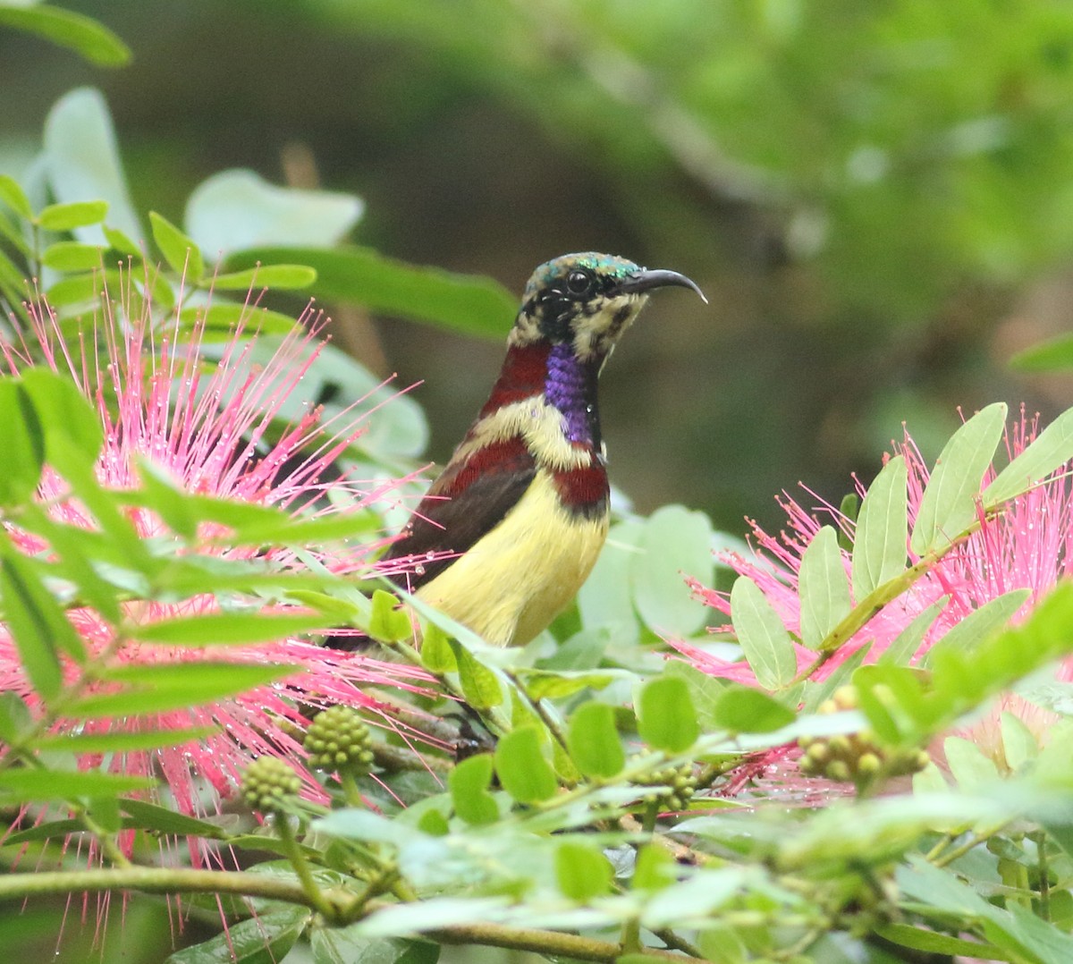 Crimson-backed Sunbird - ML623397691