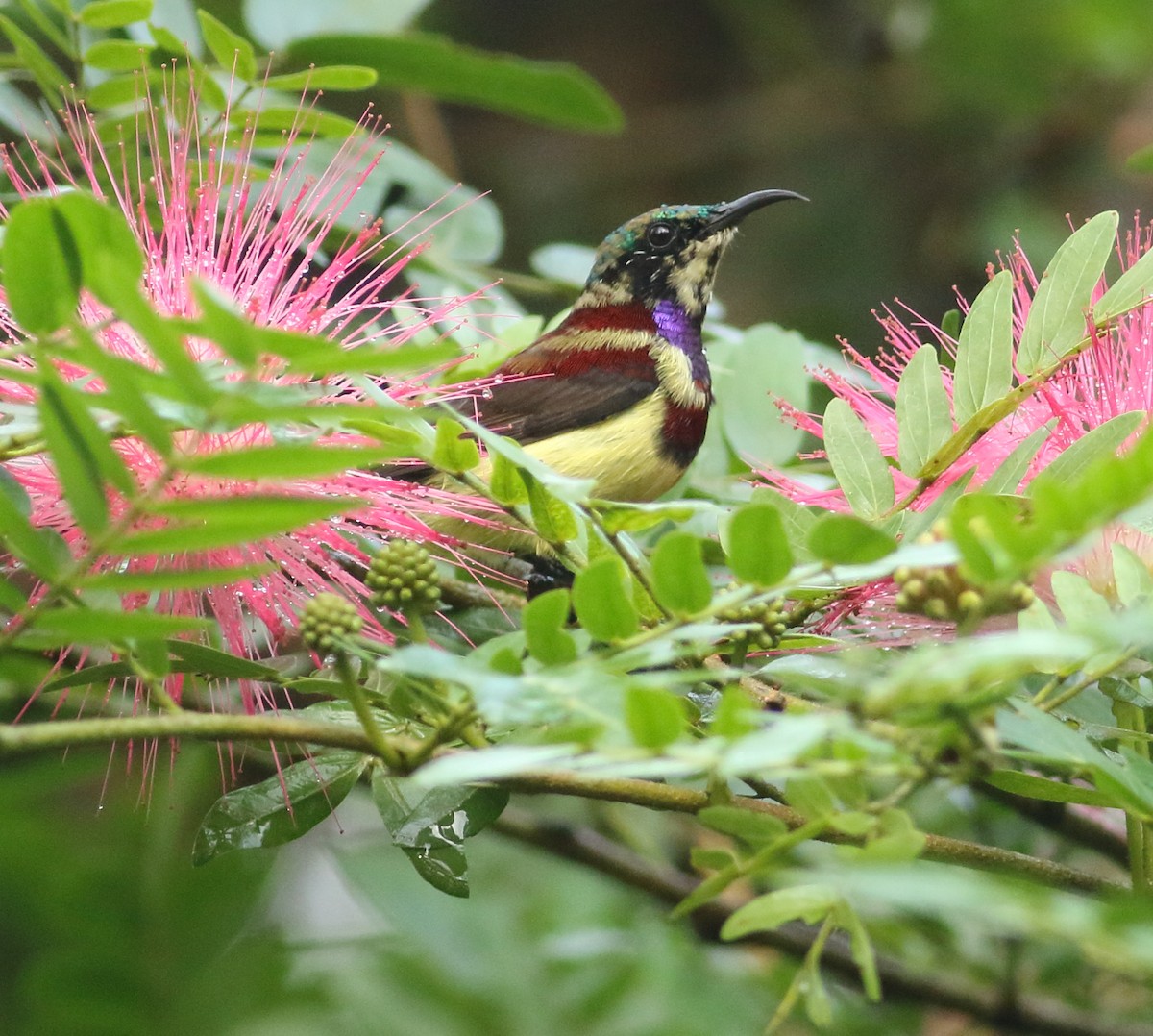 Crimson-backed Sunbird - ML623397694