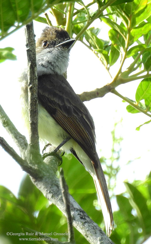 Dusky-capped Flycatcher (lawrenceii Group) - ML62339781