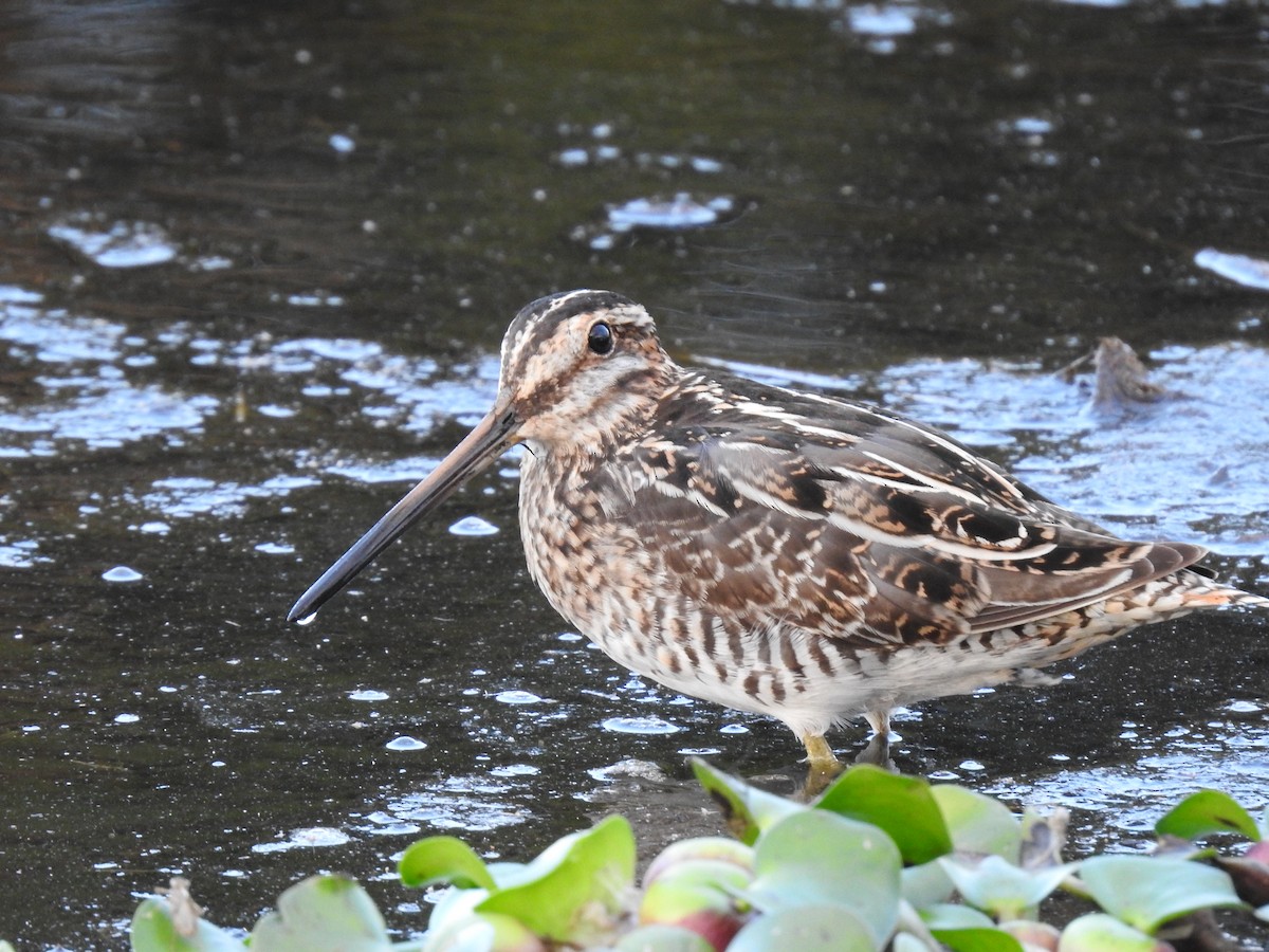 Wilson's Snipe - ML623397880