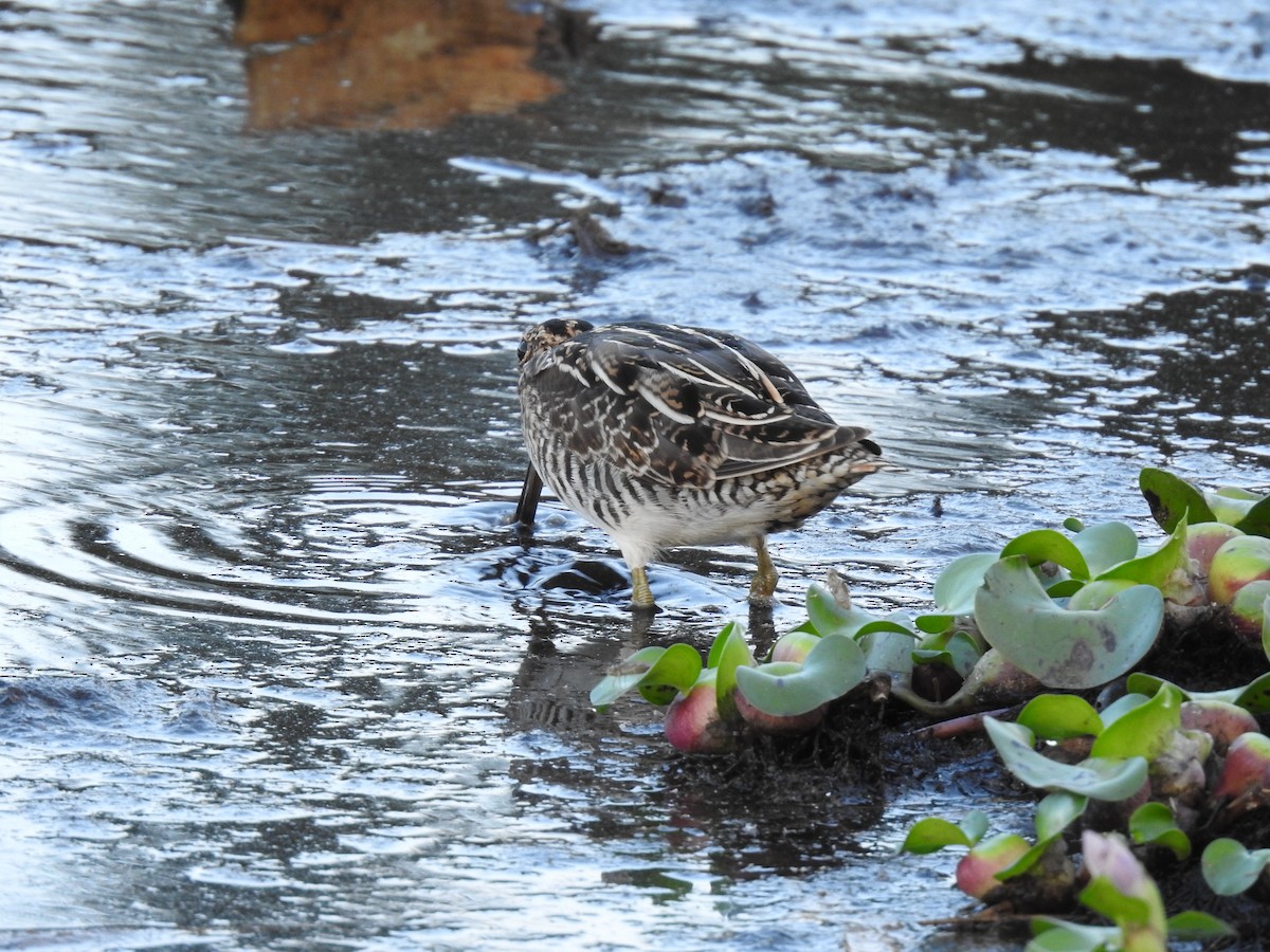 Wilson's Snipe - Erick Barbato