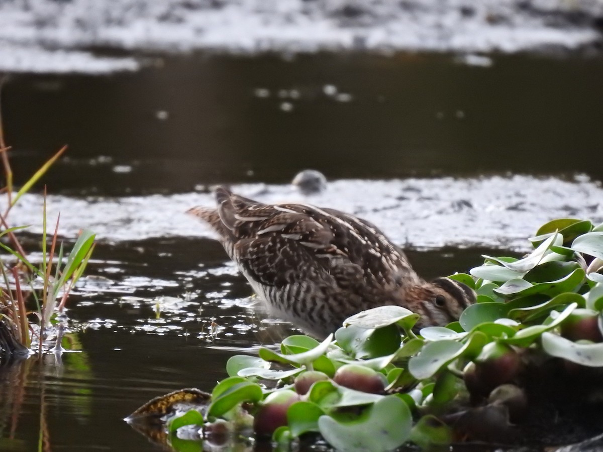 Wilson's Snipe - ML623397885