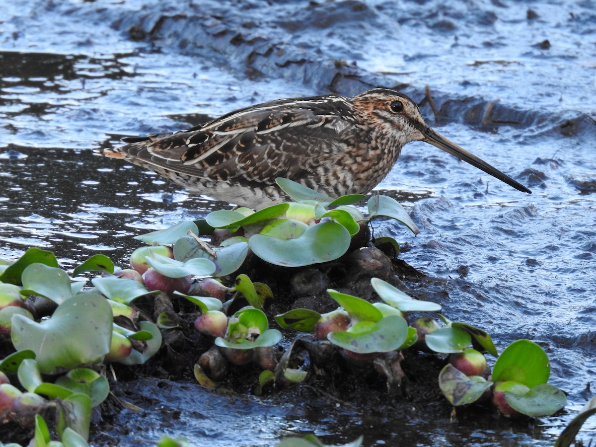 Wilson's Snipe - ML623397886