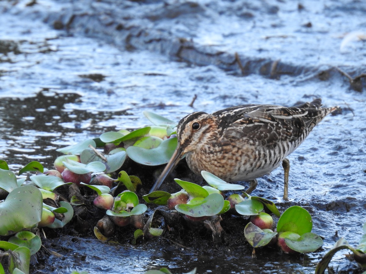 Wilson's Snipe - ML623397887