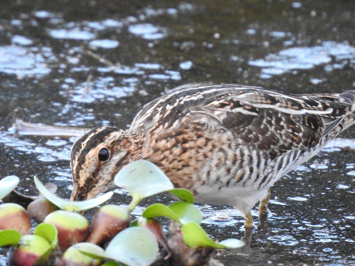 Wilson's Snipe - ML623397888