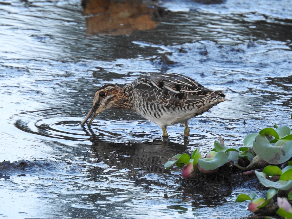 Wilson's Snipe - ML623397889