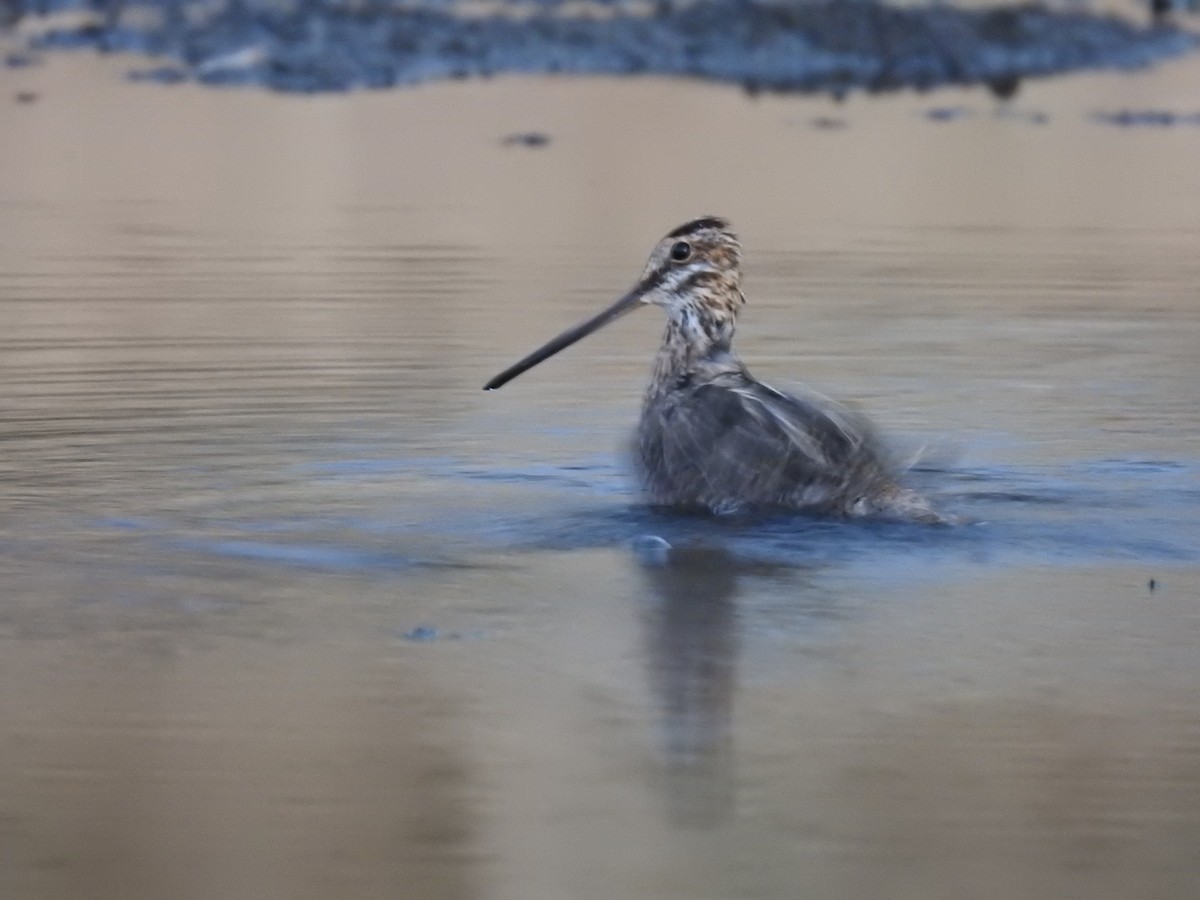 Wilson's Snipe - ML623397890