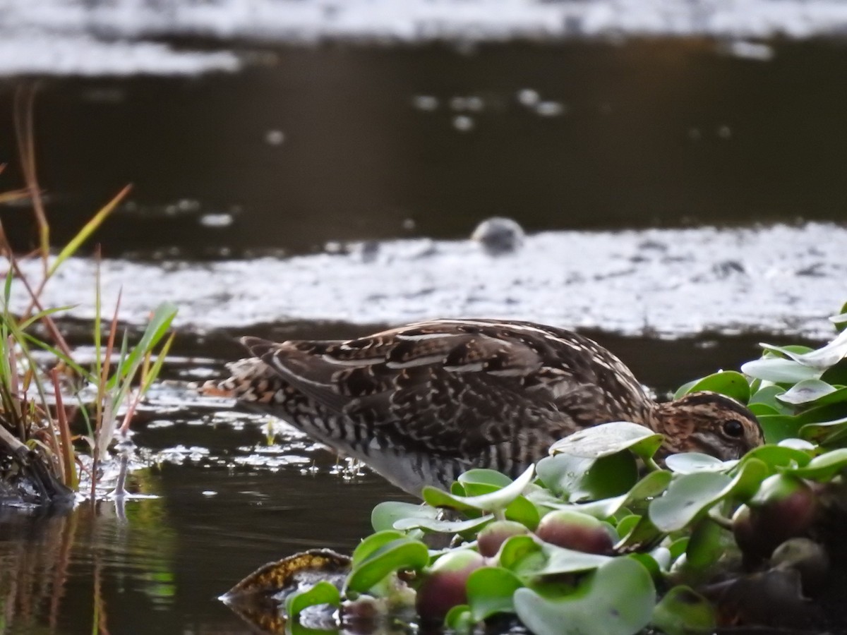 Wilson's Snipe - ML623397891