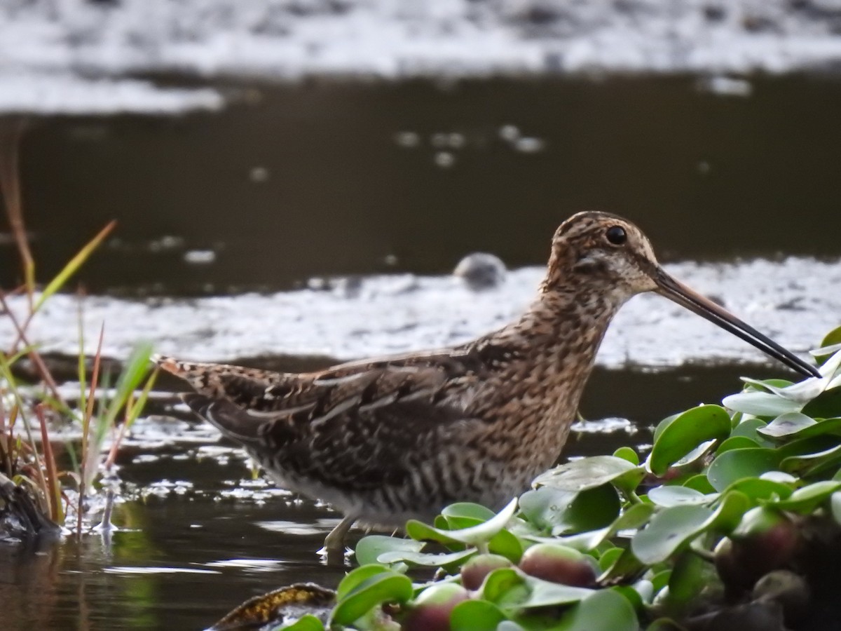 Wilson's Snipe - Erick Barbato