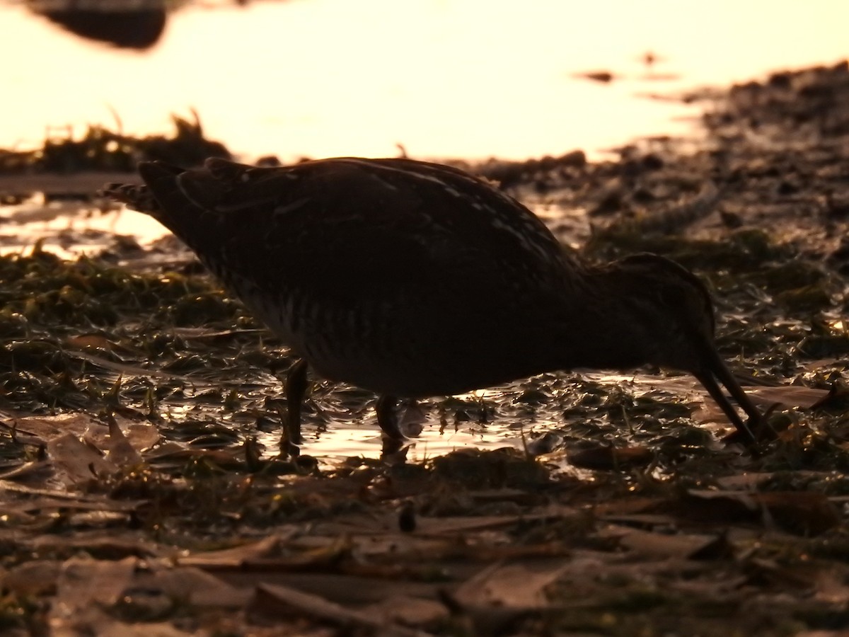 Wilson's Snipe - ML623397895