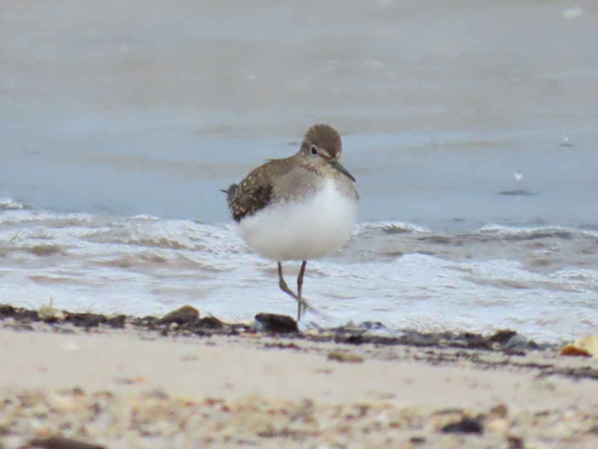 Solitary Sandpiper - ML623397920