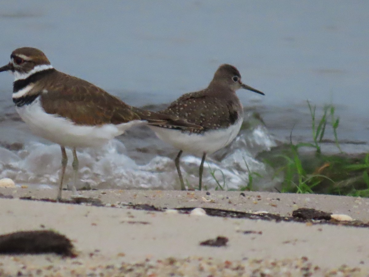 Solitary Sandpiper - ML623397921